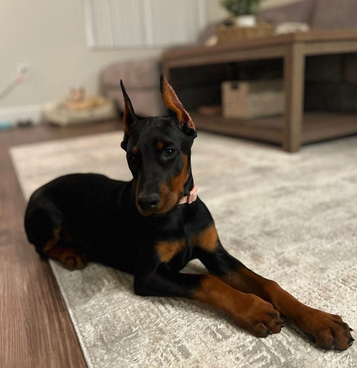 Doberman Pinscher Puppies breeder image 5