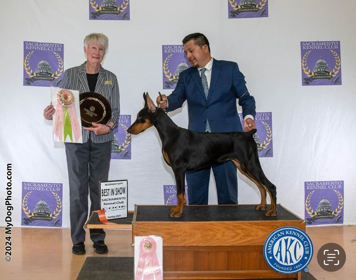 Doberman Pinscher Puppies breeder image 8