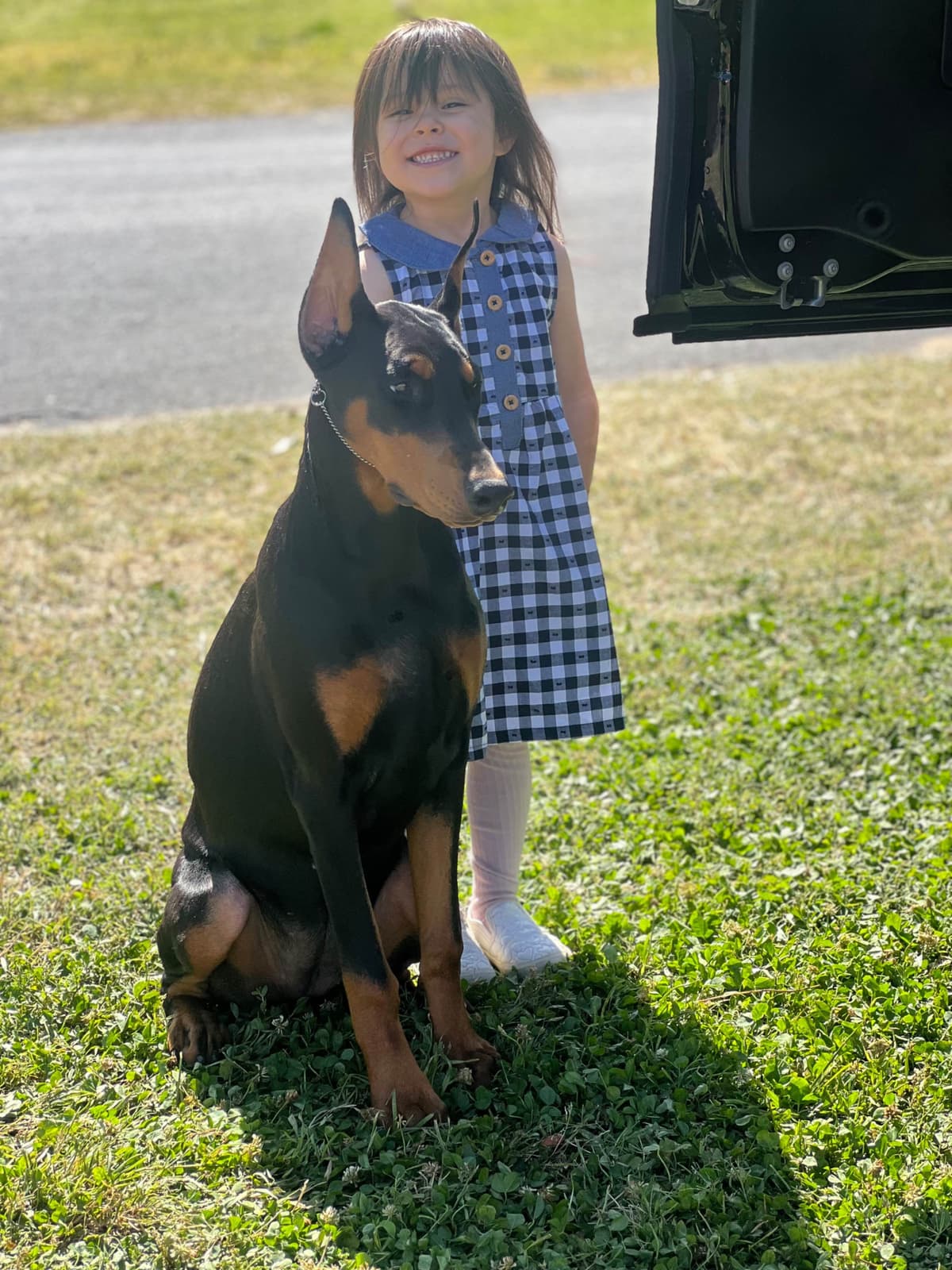 Doberman Pinscher Puppies breeder image 10