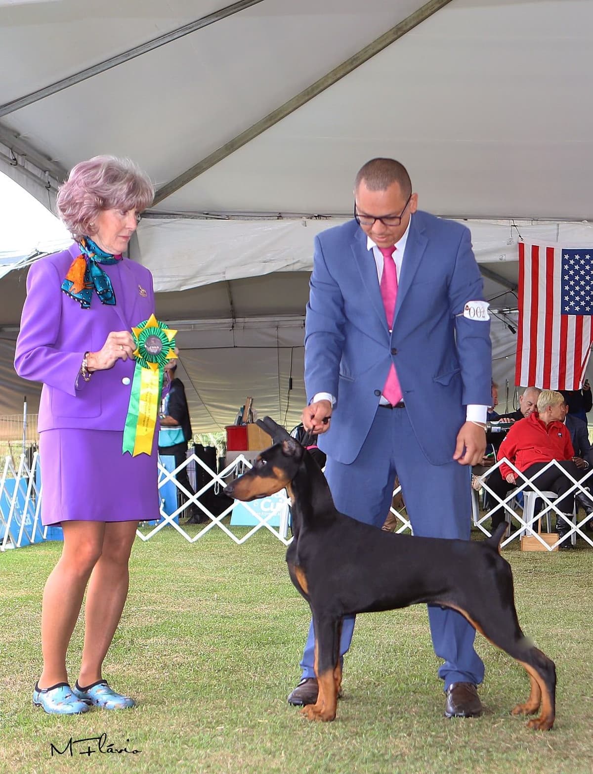 Doberman Pinscher Puppies breeder image 12