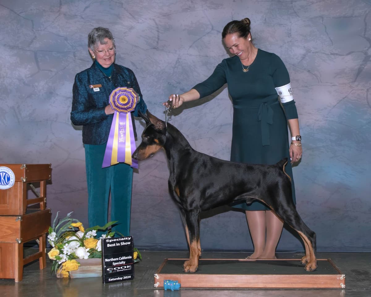 Doberman Pinscher Puppies breeder image 14