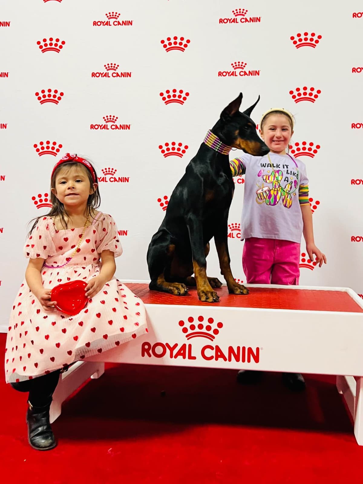 Doberman Pinscher Puppies breeder image 30