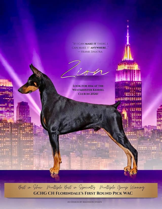 Doberman Pinscher Puppies media 4