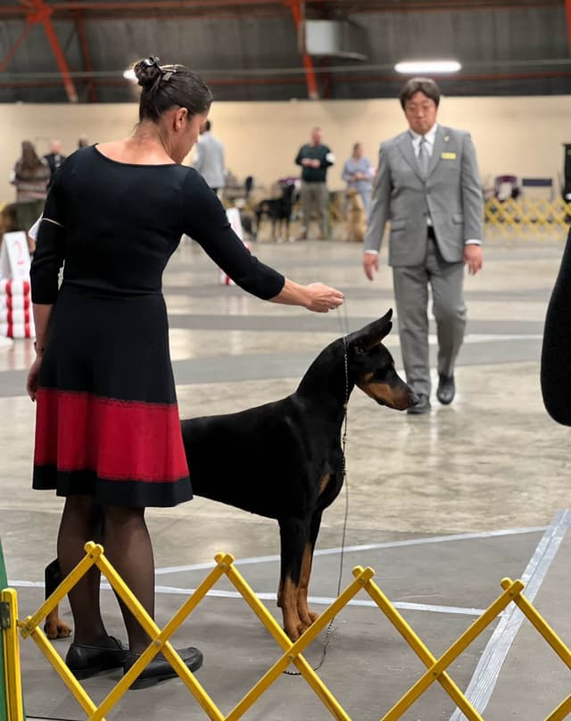 Doberman Pinscher Puppies media 10