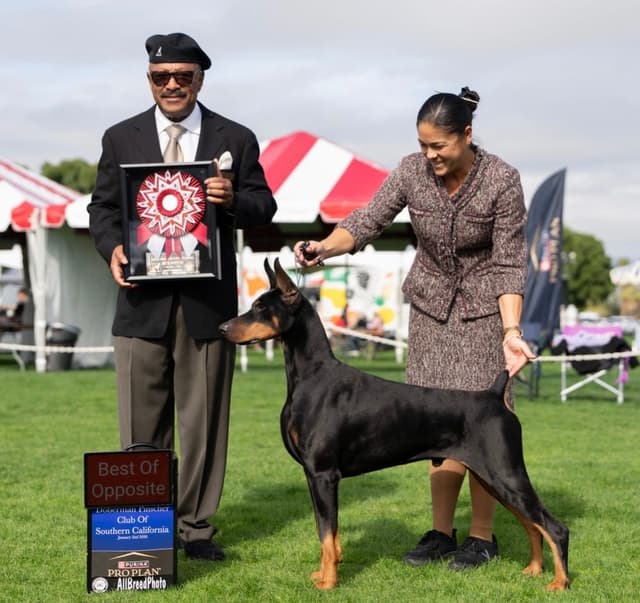 Doberman Pinscher Puppies media 14