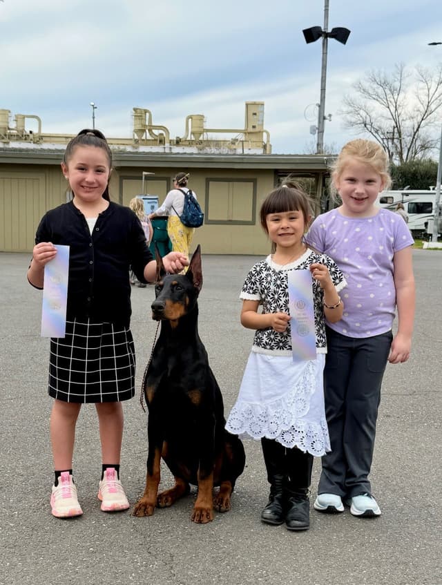 Doberman Pinscher Puppies media 15