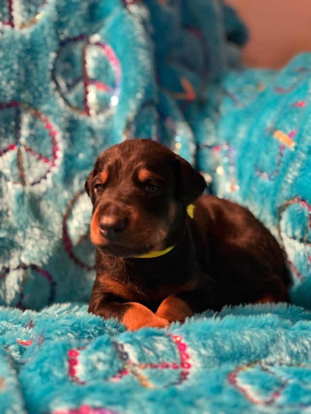 Doberman Pinscher Puppies media 19