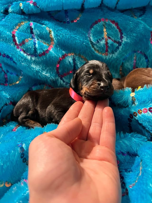Doberman Pinscher Puppies media 22