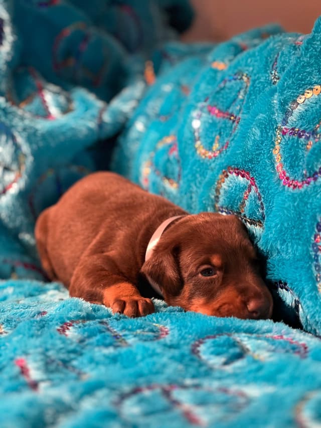 Doberman Pinscher Puppies media 21