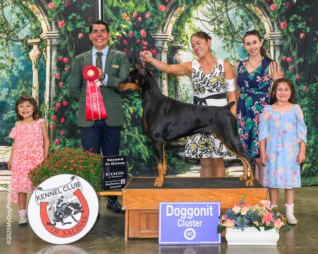 Doberman Pinscher Puppies media 20