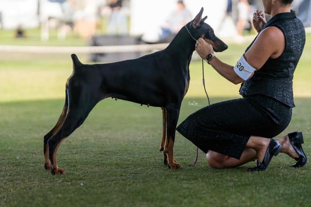 Doberman Pinscher Puppies media 23
