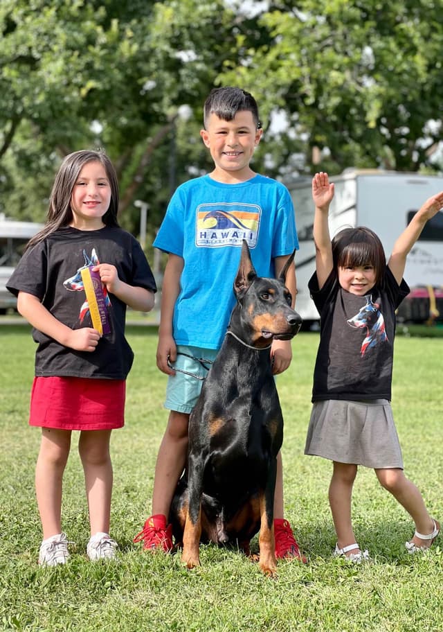 Doberman Pinscher Puppies media 25