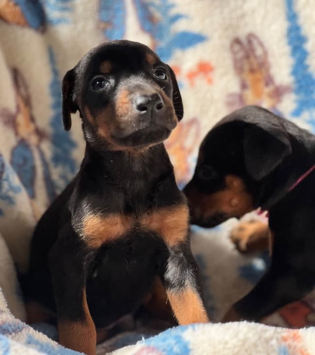 Doberman Pinscher Puppies media 26