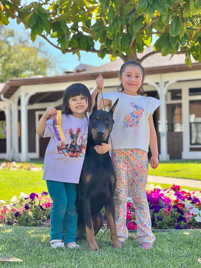 Doberman Pinscher Puppies media 27