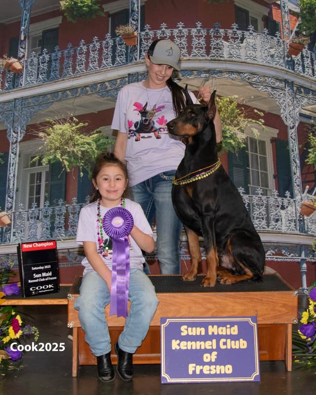Doberman Pinscher Puppies media 29