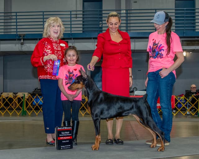 Doberman Pinscher Puppies media 28
