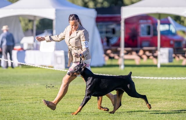 Doberman Pinscher Puppies media 30