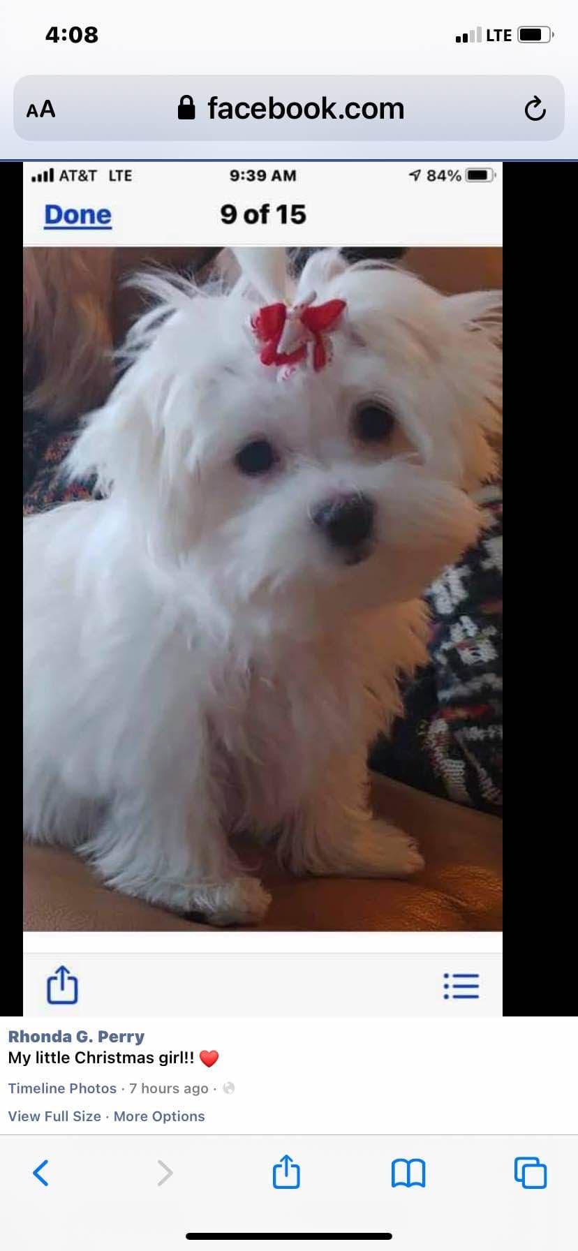 Maltese Puppies breeder image 1