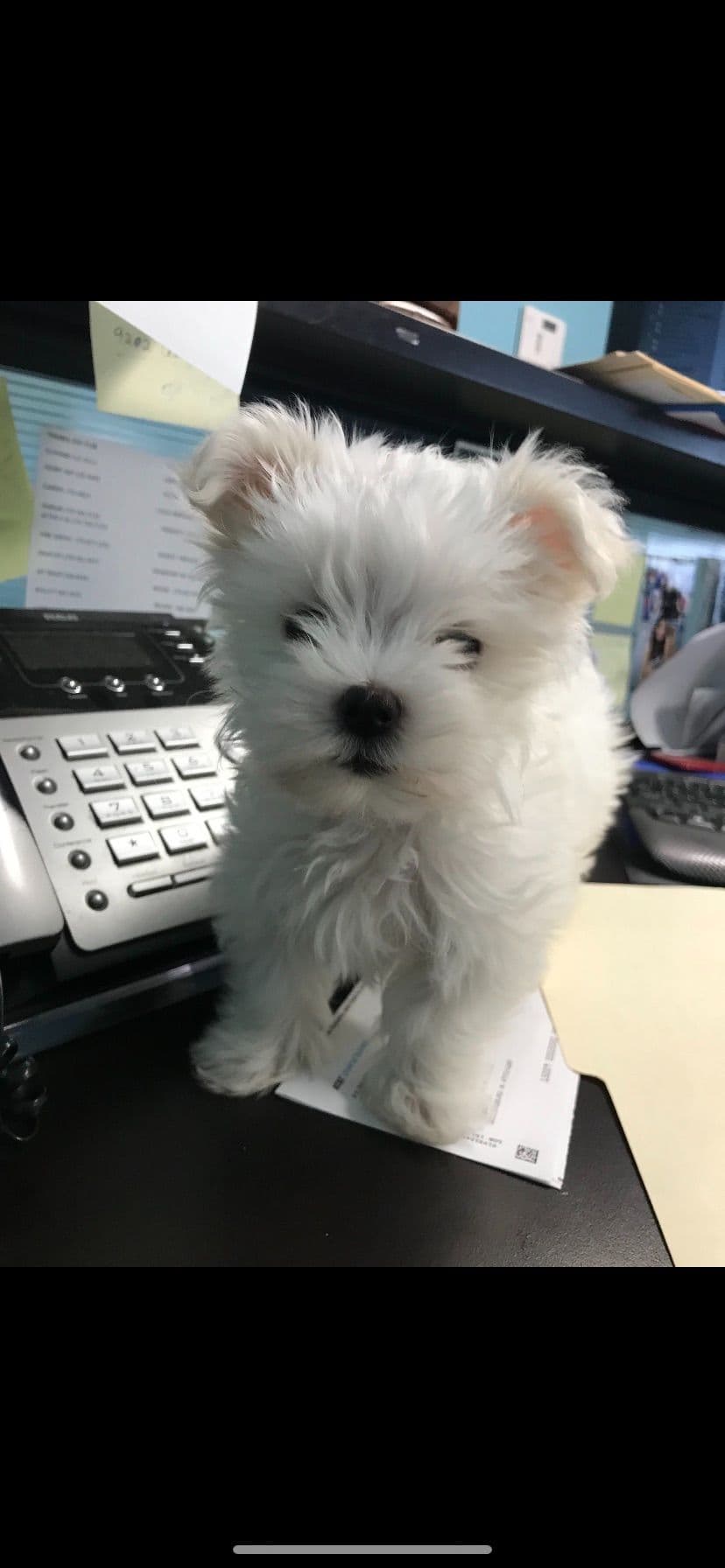 Maltese Puppies breeder image 3