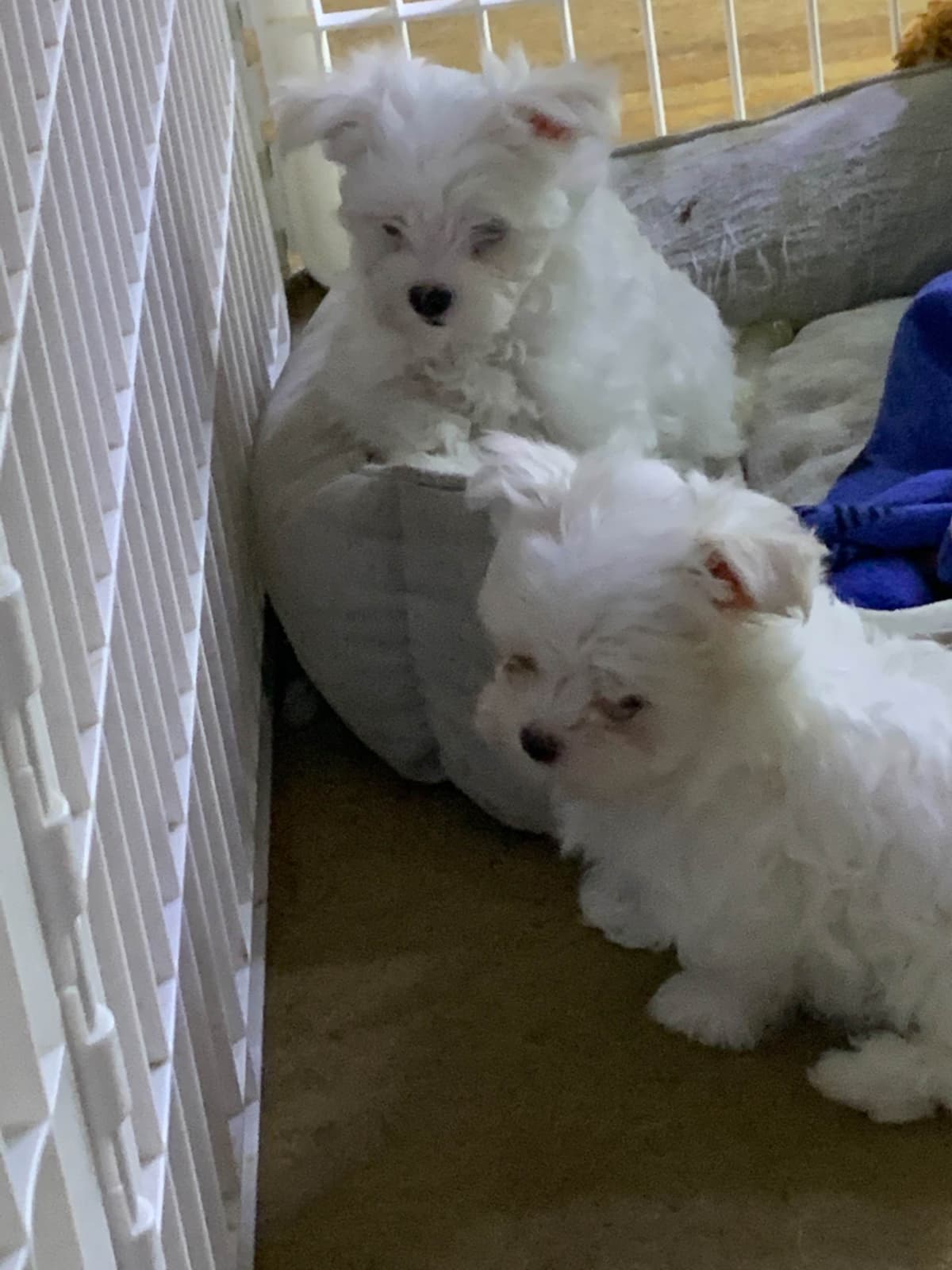 Maltese Puppies breeder image 5