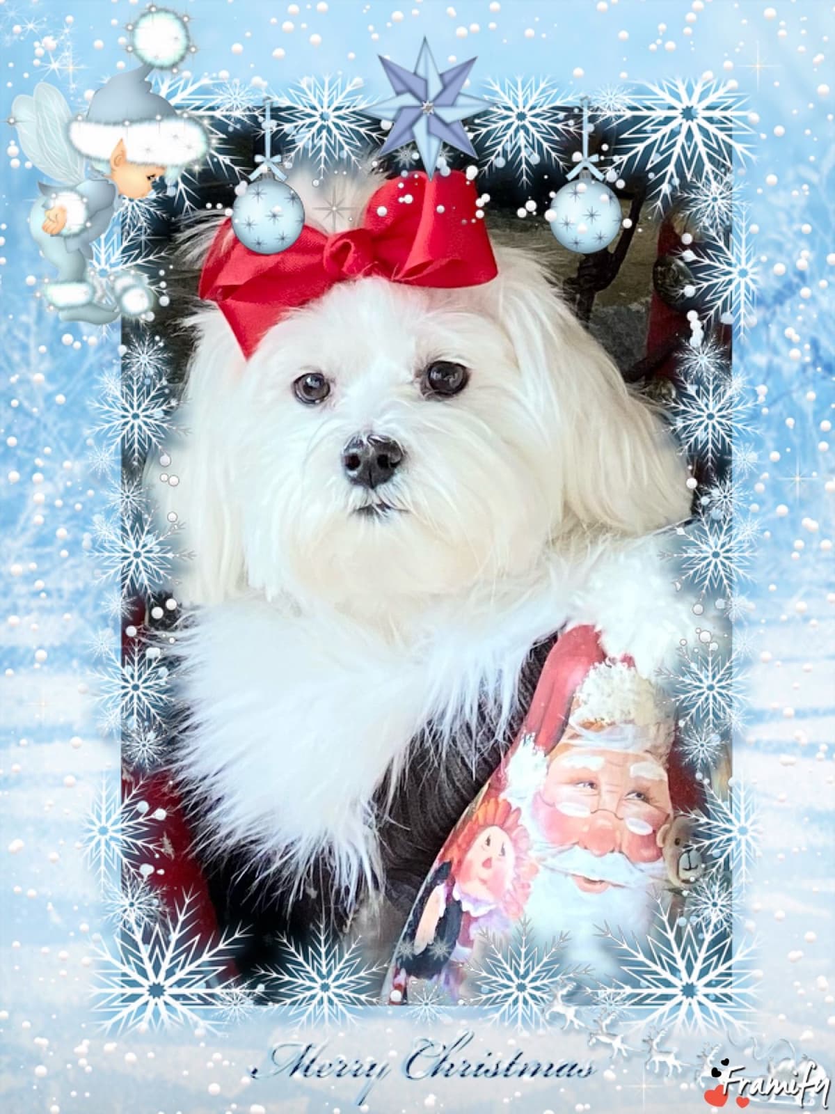 Maltese Puppies breeder image 8