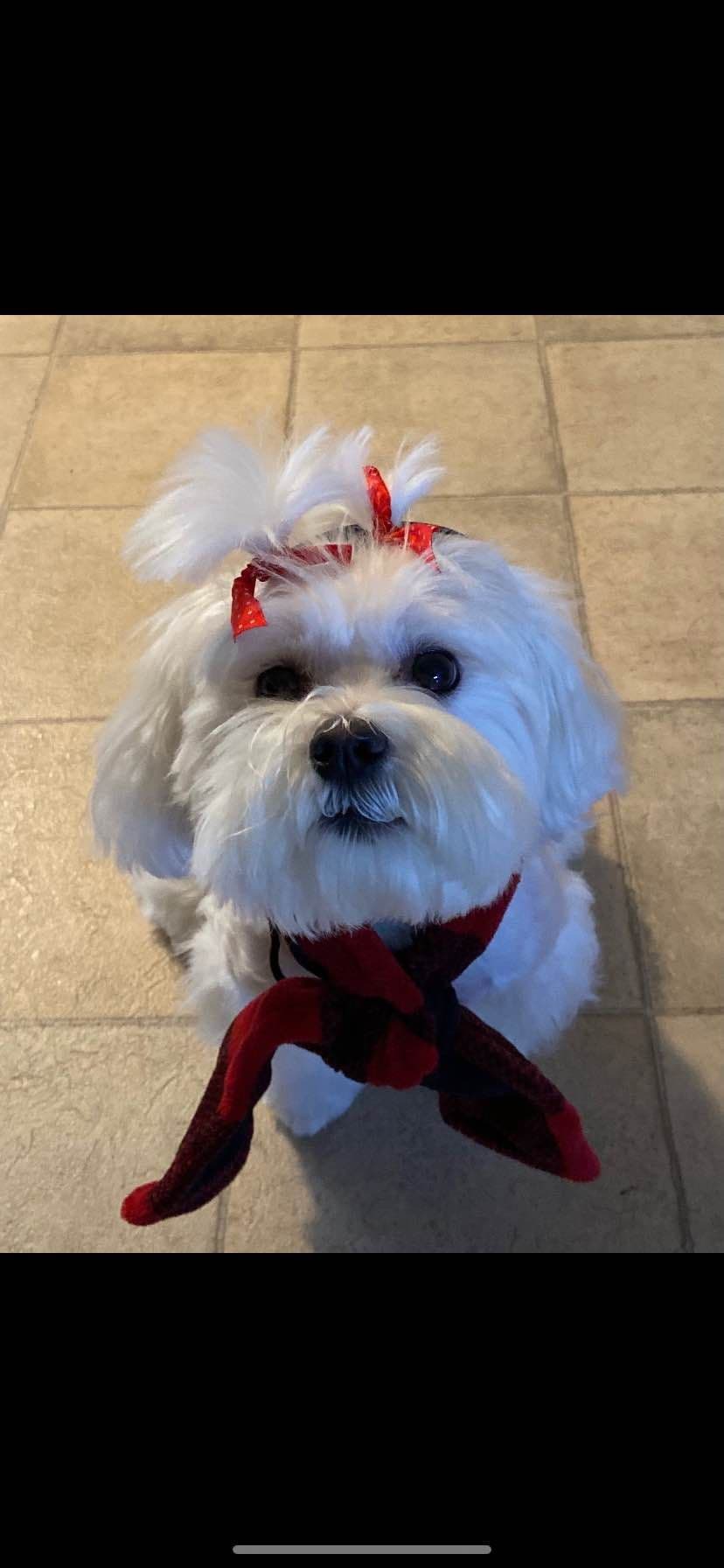 Maltese Puppies breeder image 9