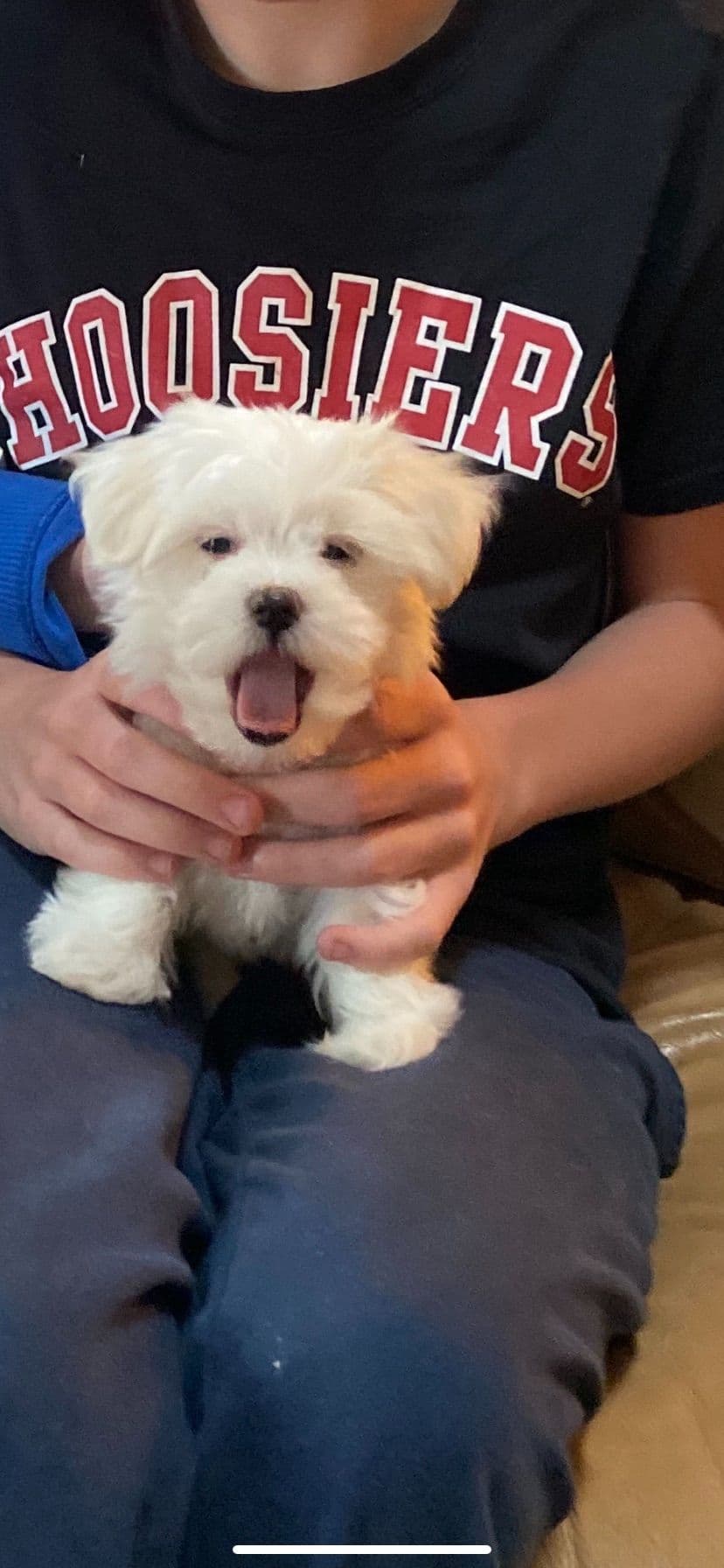 Maltese Puppies breeder image 12