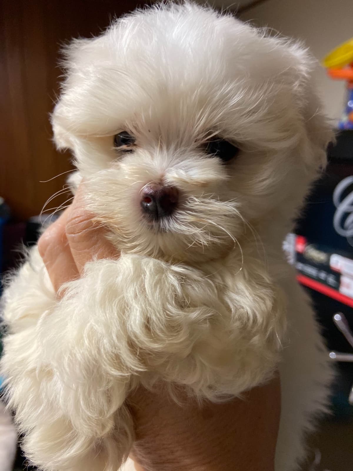 Maltese Puppies breeder image 14