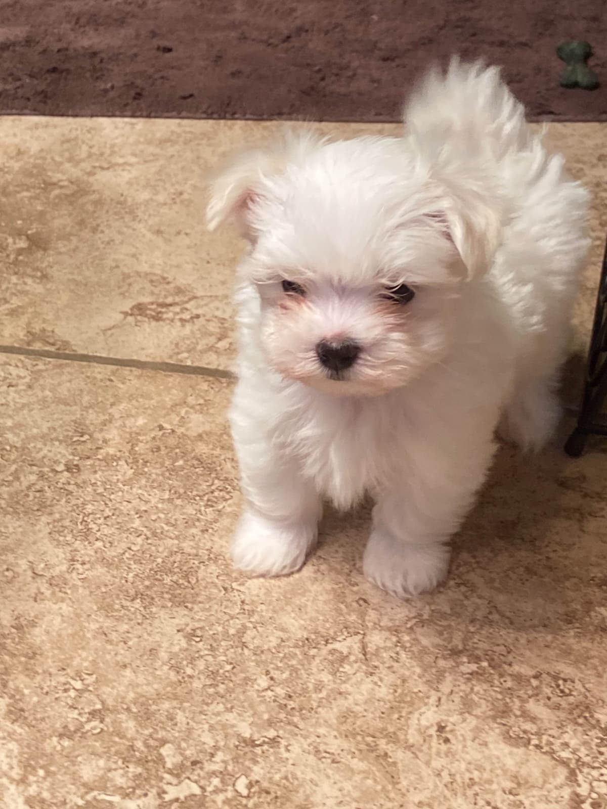 Maltese Puppies breeder image 15