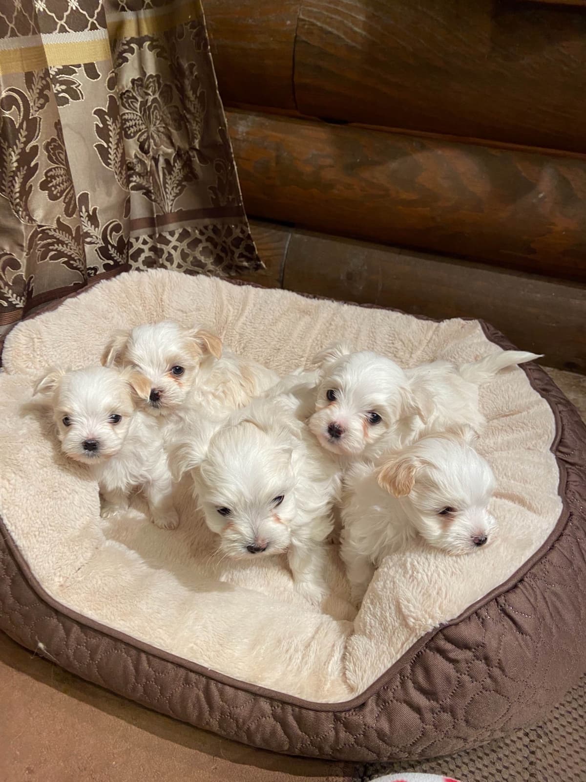 Maltese Puppies breeder image 16