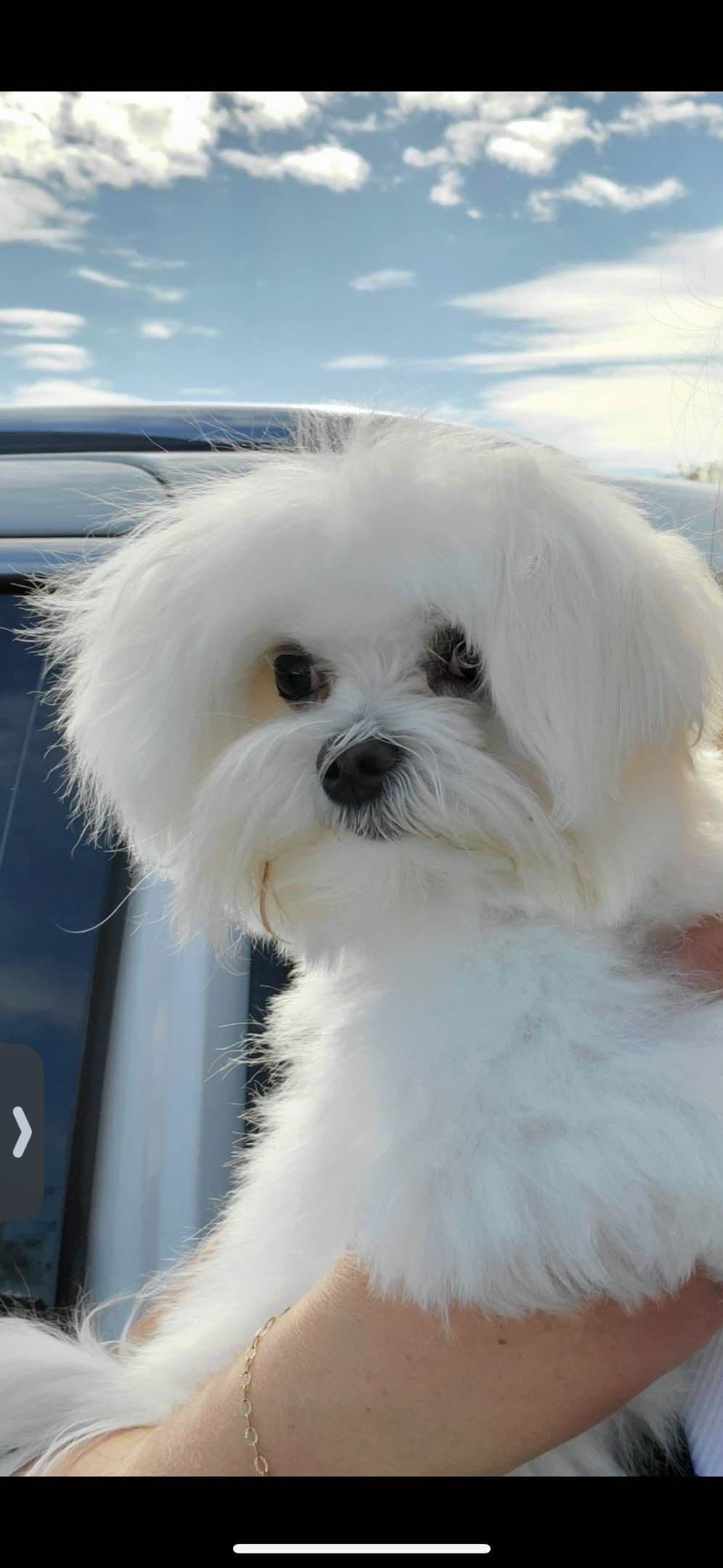 Maltese Puppies breeder image 17