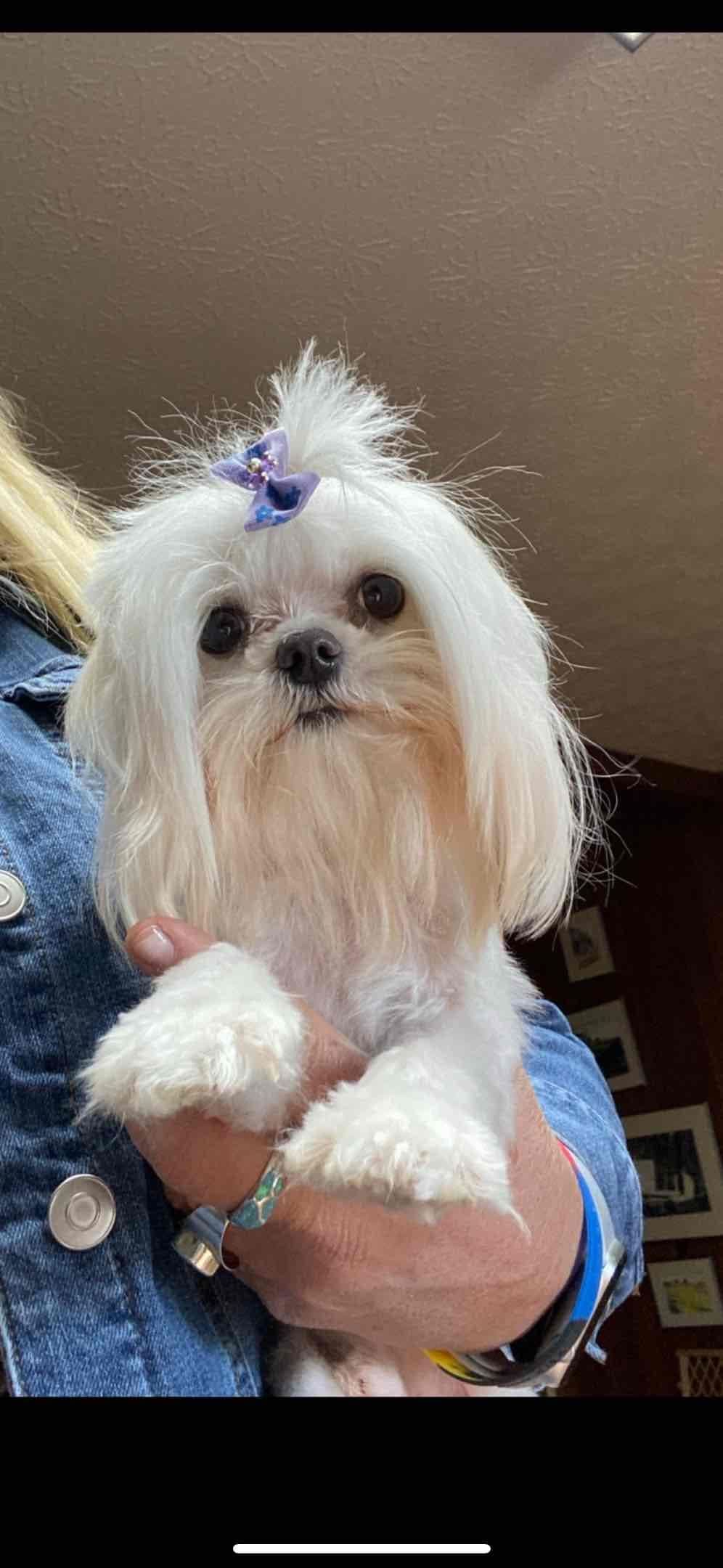 Maltese Puppies breeder image 18