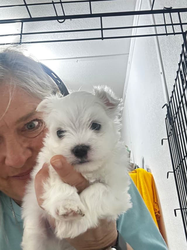 Maltese Puppies media 2