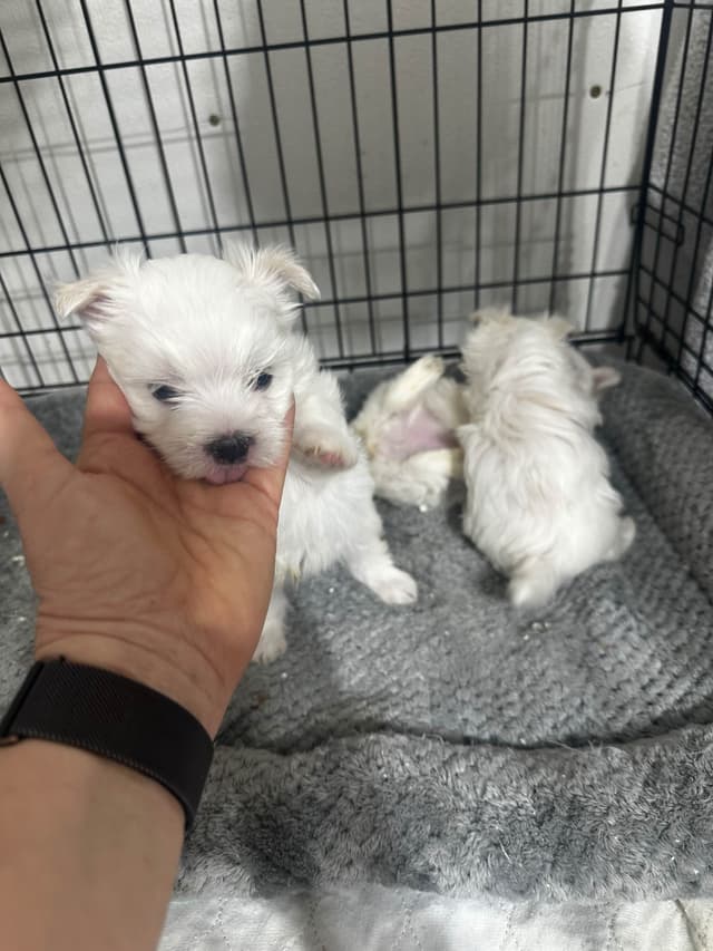 Maltese Puppies media 3