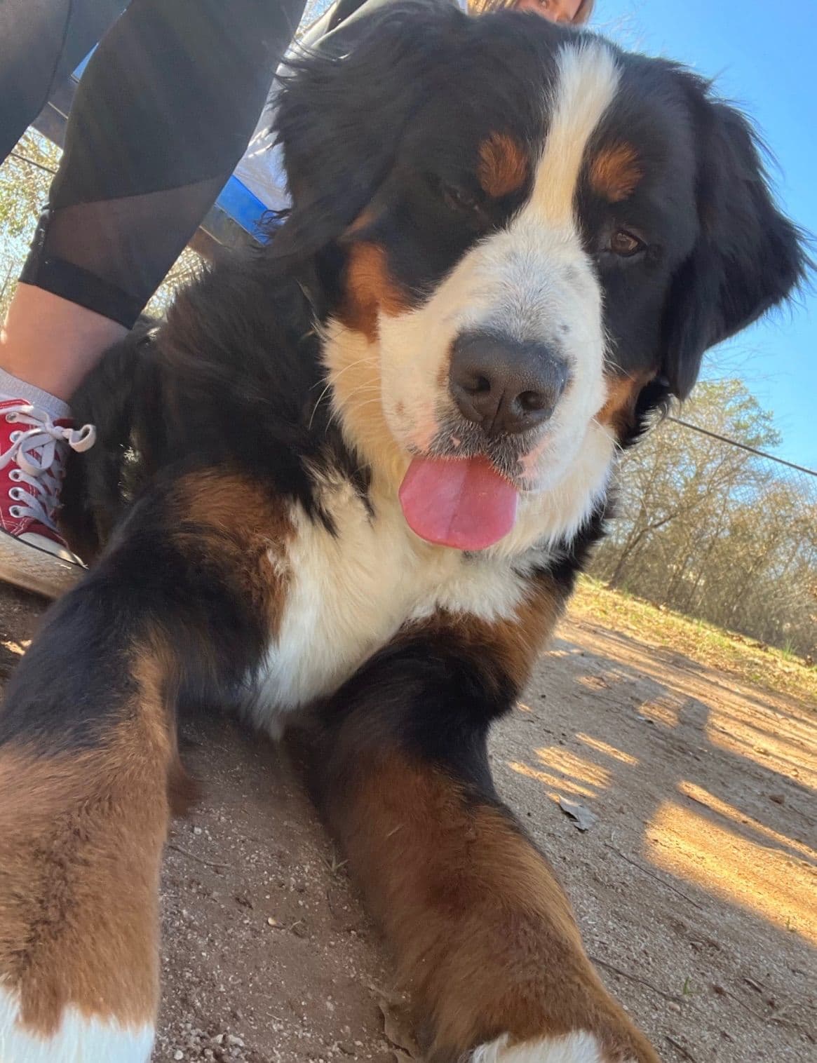 Bernese Mountain Dog Puppies breeder image 2