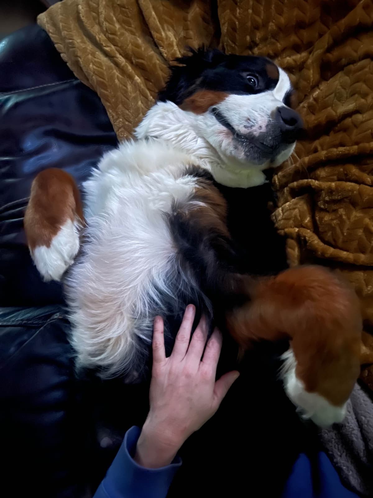 Bernese Mountain Dog Puppies breeder image 3