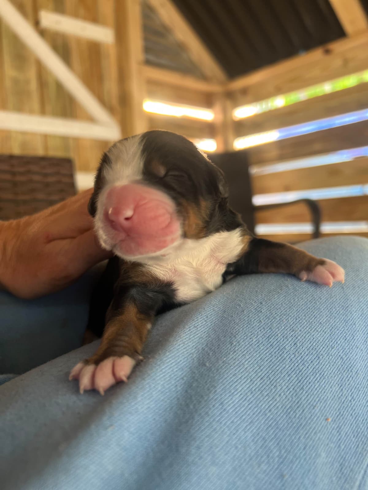 Bernese Mountain Dog Puppies breeder image 8