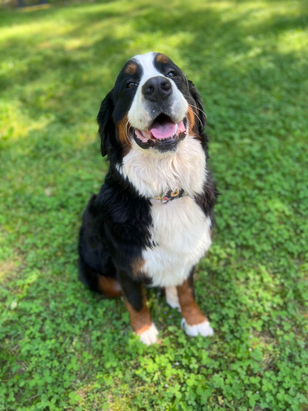 Bernese Mountain Dog Puppies breeder image 4