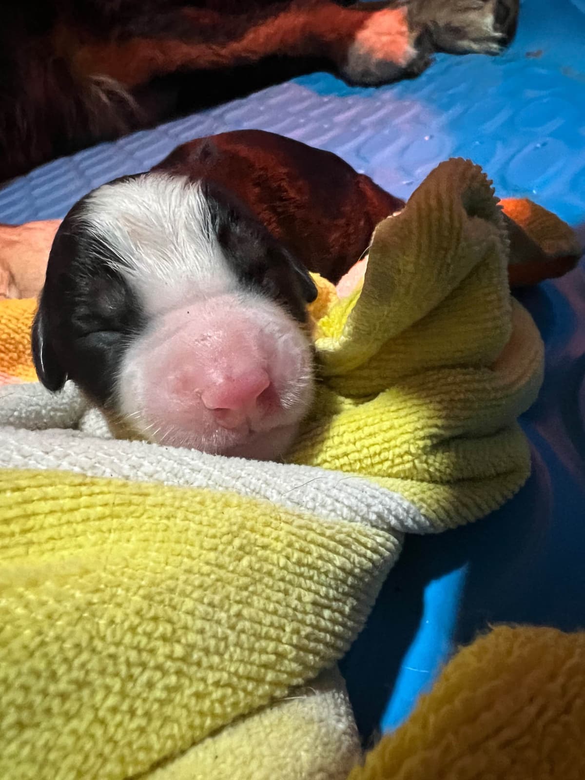 Bernese Mountain Dog Puppies breeder image 7