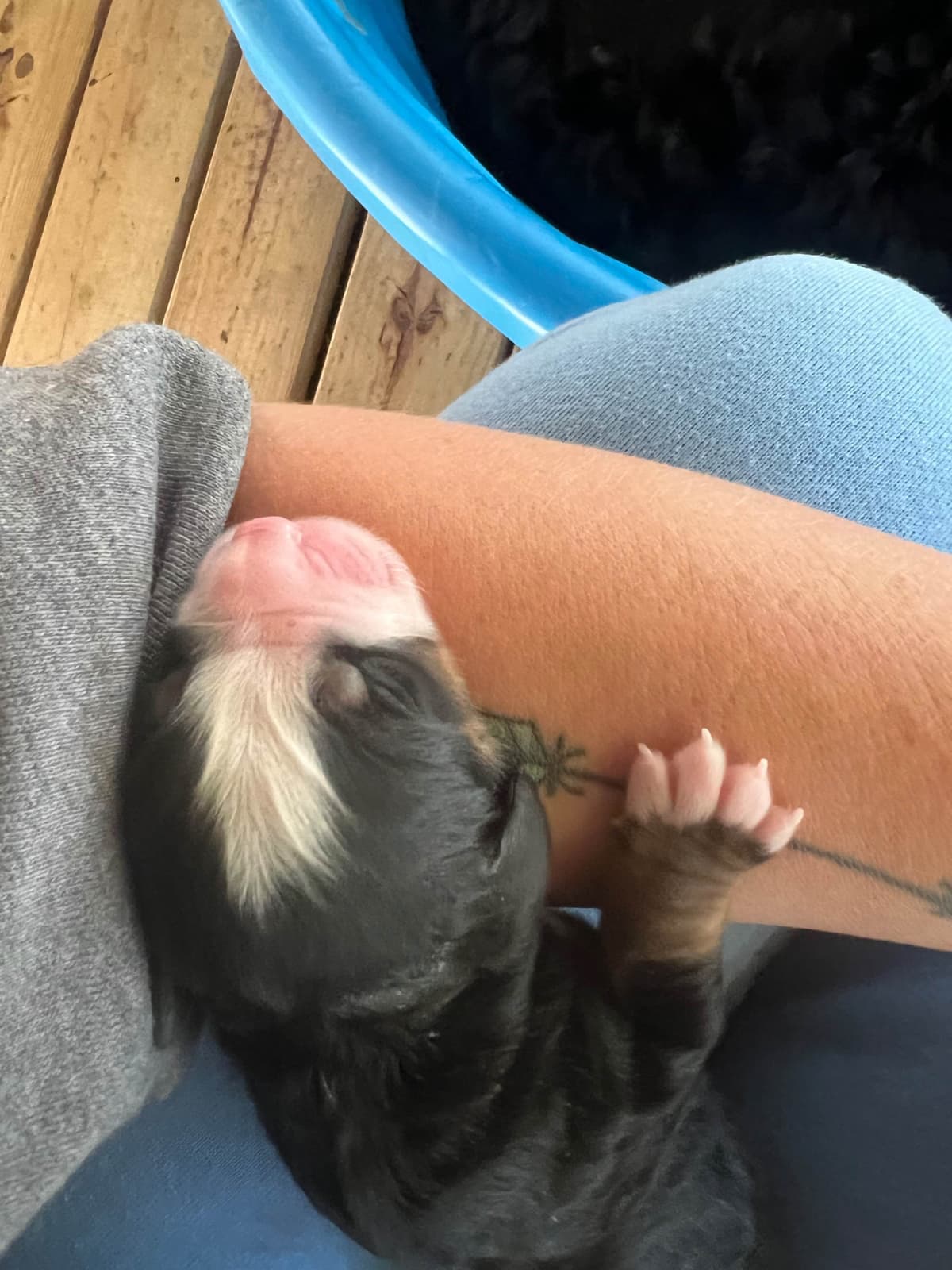 Bernese Mountain Dog Puppies breeder image 9