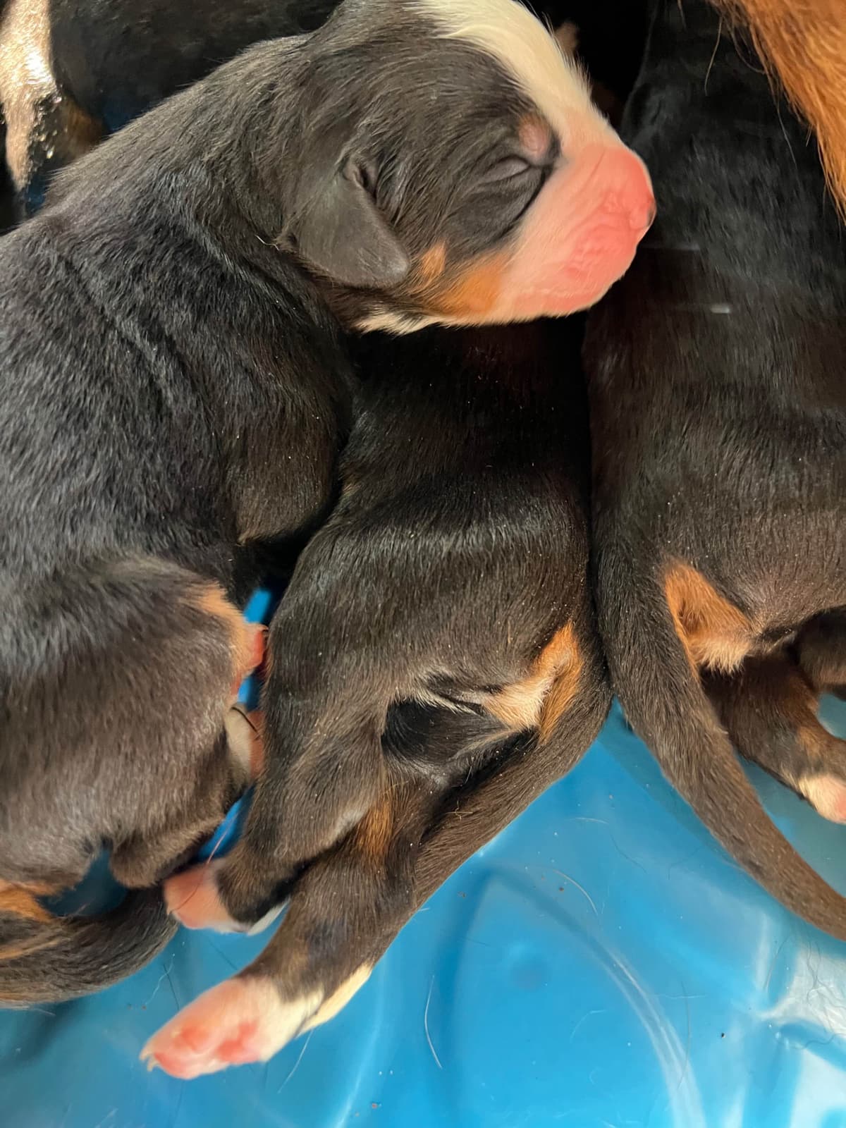 Bernese Mountain Dog Puppies breeder image 11