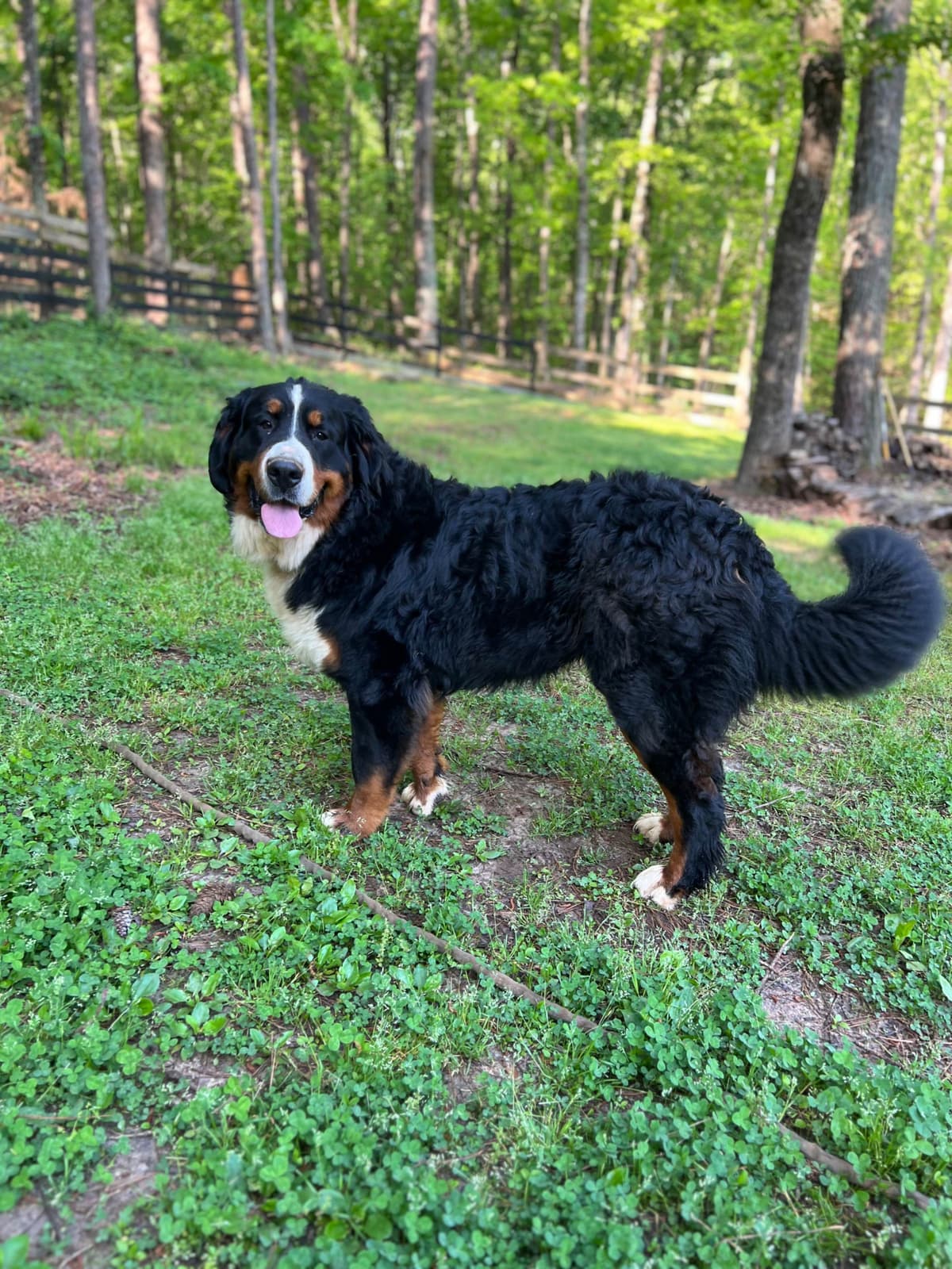 Bernese Mountain Dog Puppies breeder image 5
