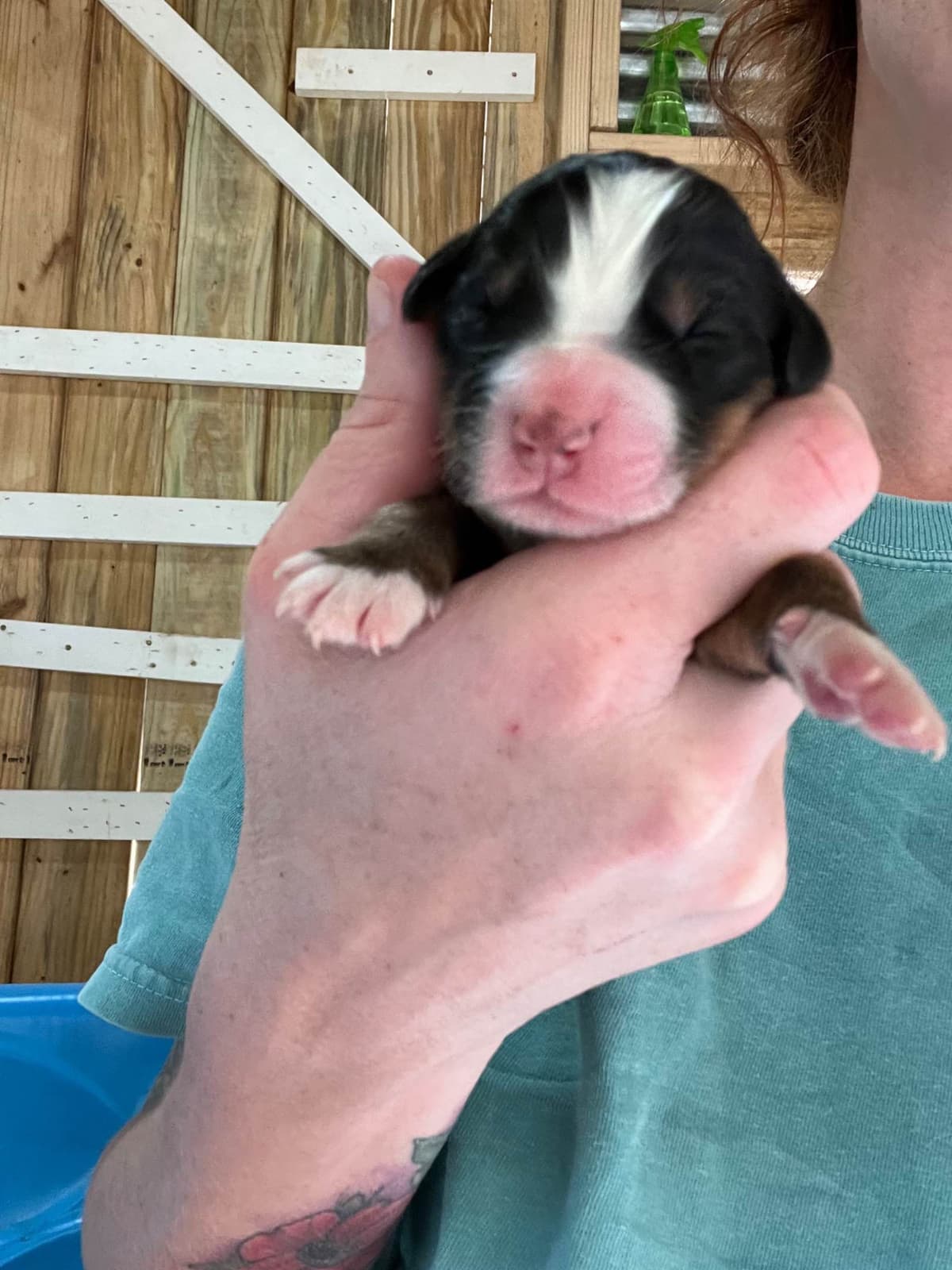 Bernese Mountain Dog Puppies breeder image 12