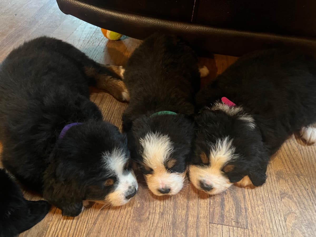 Bernese Mountain Dog Puppies breeder image 13