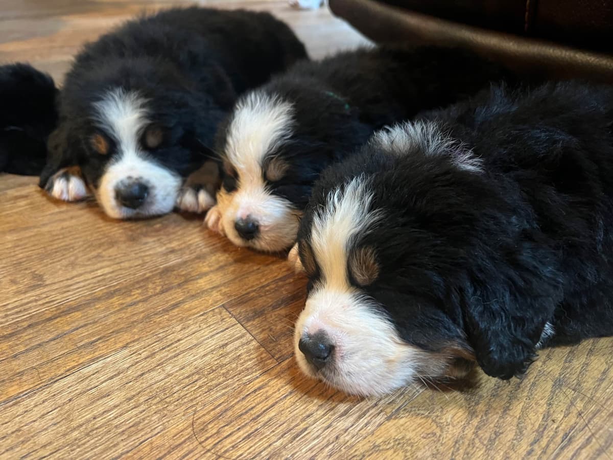 Bernese Mountain Dog Puppies breeder image 14