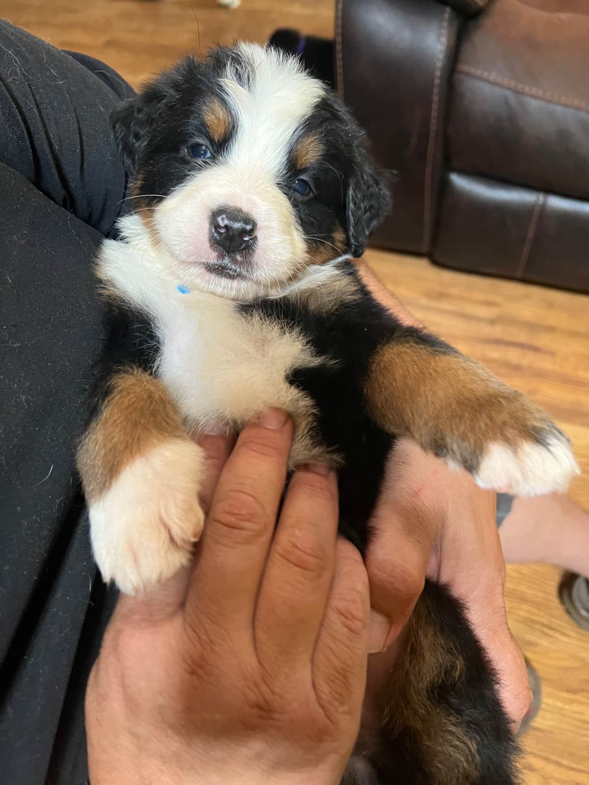 Bernese Mountain Dog Puppies breeder image 15
