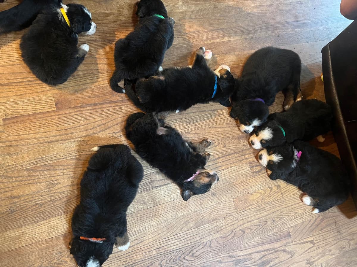 Bernese Mountain Dog Puppies breeder image 16