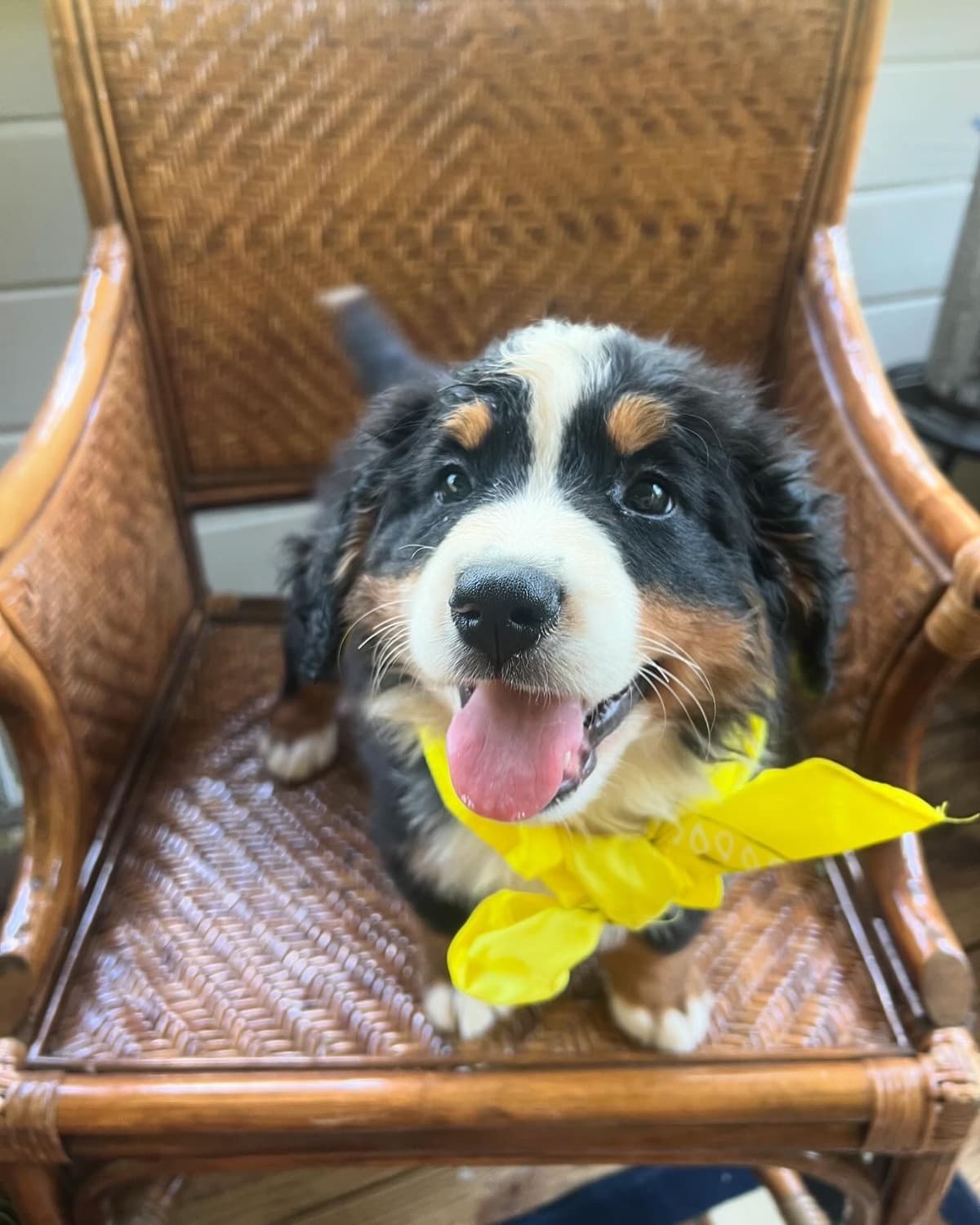 Bernese Mountain Dog Puppies breeder image 17