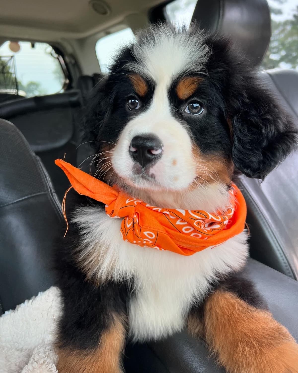 Bernese Mountain Dog Puppies breeder image 20