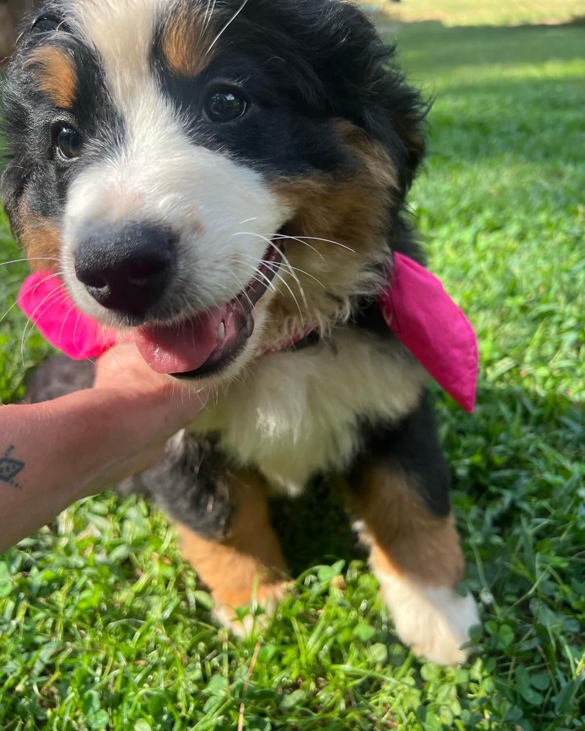 Bernese Mountain Dog Puppies breeder image 22